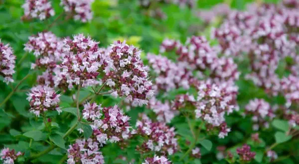 En tät matta av små, lila blommor som signalerar att det är dags att odla oregano.