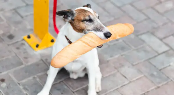 Piesek z bagietką w pysku. Czy pies może jeść chleb? Ten psiak chyba tak, bo wygląda na zadowolonego z łupu.