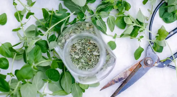Świeże oregano i suszone zioła w słoiku, obok nożyc. Idealny czas, kiedy zbierać oregano do suszenia, to przed kwitnieniem.