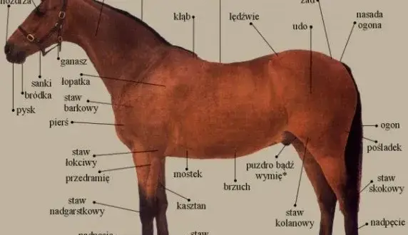 Gdzie koń ma kolano? Zaskakujące fakty o anatomii koni