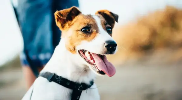 Jack Russell Terrier: Sierść czy włosy? Poznaj różnice i pielęgnację