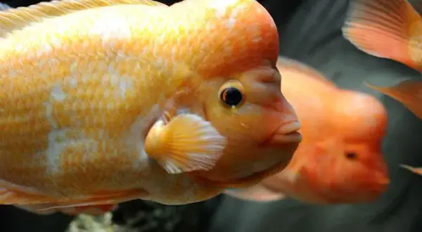 Oceanarium Kujawsko-Pomorskie: Toruń nieczynne? Sprawdź Akwarium Bydgoszcz
