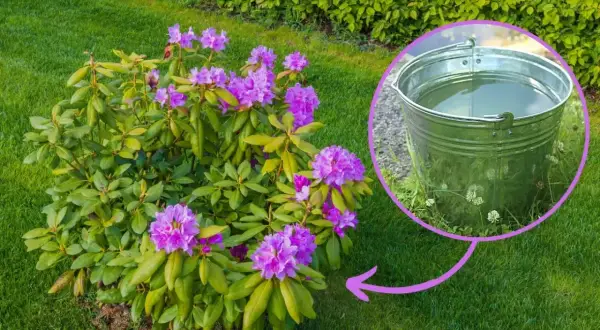 Kwitnący rododendron w ogrodzie, obok wiadro z wodą, sugerujące nawóz do rododendronów.