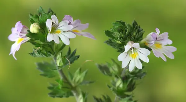 Zwei zarte Blüten der Euphrasia, auch Augentrost genannt, mit weißen und lila Streifen auf grünem Hintergrund.