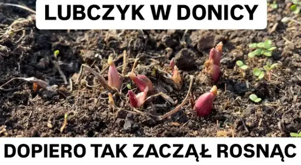 Jak sadzić lubczyk w doniczce – uniknij najczęstszych błędów