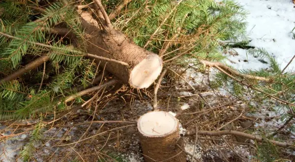 Gdzie zgłosić wycięcie drzewa na działce i uniknąć problemów?