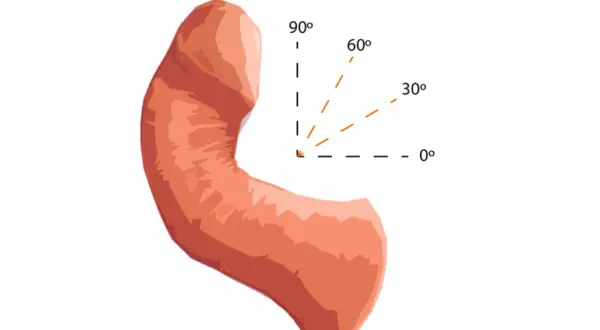 Anatomia penisa żółwia z zaznaczonymi kątami erekcji: 0°, 30°, 60°, 90°.