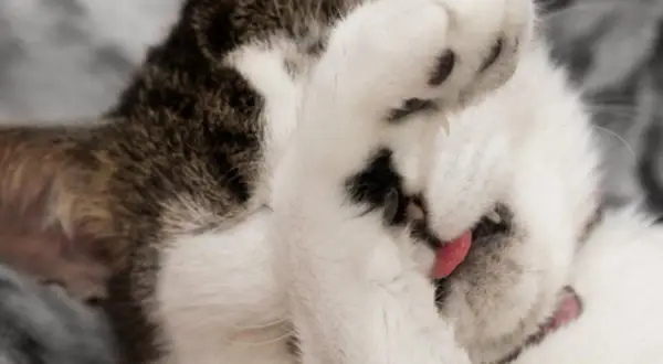 Gato blanco y atigrado se tapa la cara con una pata, con la lengua rosada fuera. ¡Parece que los gatos se tiran pedos y se avergüenzan!