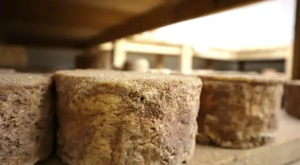 Trois meules de fromage artisanal, à la croûte rustique et terreuse, reposent sur des étagères en bois.