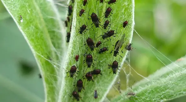 Une invasion de pucerons sur une feuille verte. Un remède de grand-mère pour tuer les pucerons serait idéal pour s'en débarrasser.