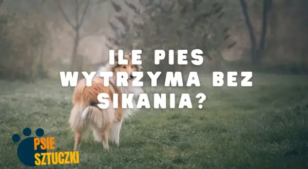 Pies na trawie, z tekstem "ILE PIES WYTRZYMA BEZ SIKANIA?".