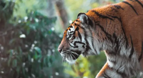 A majestic tiger walks through lush greenery, a stunning example of zoo photography.