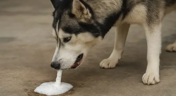 Husky pies wymiotuje białą pianą. Wygląda na to, że coś mu zaszkodziło.