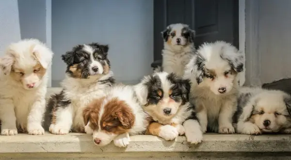 Sechs niedliche Border-Aussie Mix Welpen sitzen auf einer Treppe. Erste Erfahrungen mit diesen charmanten Hunden sind hier zu sehen.