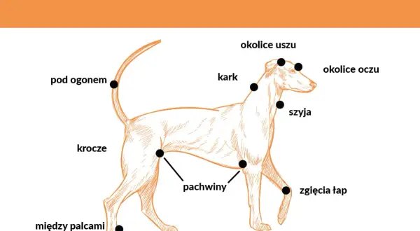 Ilustracja pokazuje psa z zaznaczonymi miejscami, gdzie najczęściej można znaleźć kleszcze: pod ogonem, w pachwinach, między palcami, na szyi i karku.