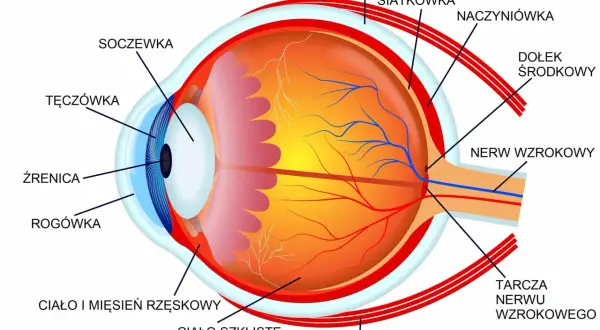 Przekrój oka z zaznaczonymi elementami: rogówka, soczewka, tęczówka, źrenica, siatkówka, nerw wzrokowy. Kluczowa dla fiksacji jest siatkówka.