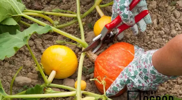 Uprawa dyni krok po kroku: Zbiory, pielęgnacja i odmiany poradnik