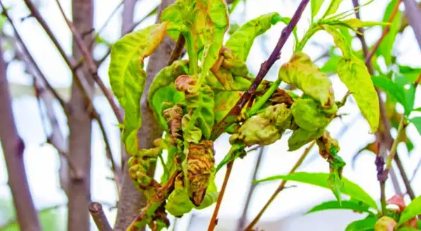 Feuilles de pêcher déformées par la cloque, signe qu'un traitement est nécessaire pour sauver l'arbre.