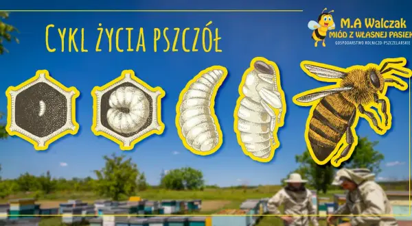 Jak rozmnażają się pszczoły? Odkryj sekrety życia w ulu!