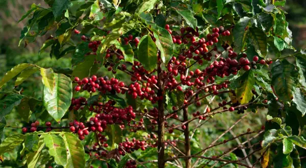 En arabisk kaffeplanta med mogna, röda kaffebär som hänger i klasar bland gröna blad.