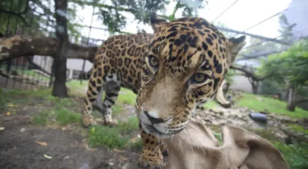 Jaguar w warszawskim zoo, ciekawy świata. Sprawdź zoo warszawa bilety cena i zobacz go na żywo!