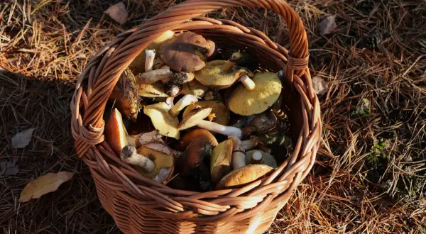 Kiedy grzyby rosną? Praktyczny kalendarz i pogoda dla grzybiarzy