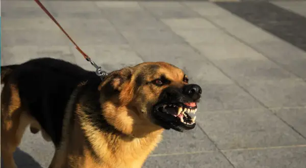 Ein aggressiver Hund knurrt und fletscht die Zähne. Sein Fell ist braun und schwarz, er ist an einer Leine.