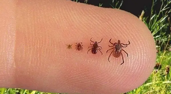 De qué color son las garrapatas y cómo identificar sus variaciones