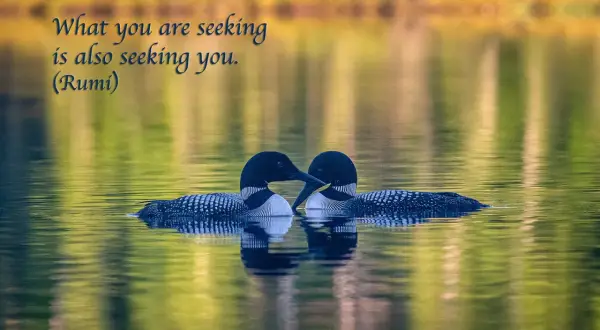Dos colimbos nadan juntos en un lago sereno, reflejando la belleza de las frases naturaleza.