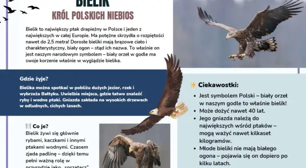 Dwa bieliki w locie, jeden z nich z rozpostartymi skrzydłami.
