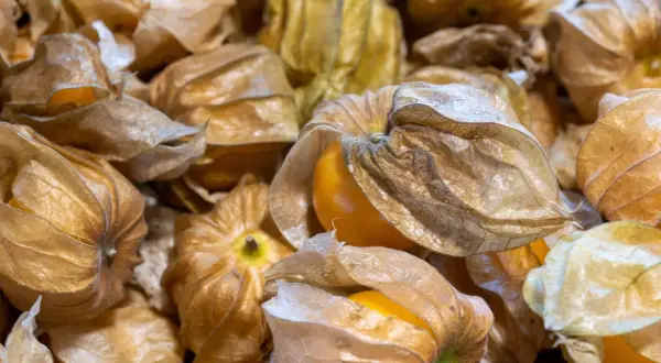 Złociste, zasuszone łupinki skrywają soczyste, pomarańczowe owoce physalis.