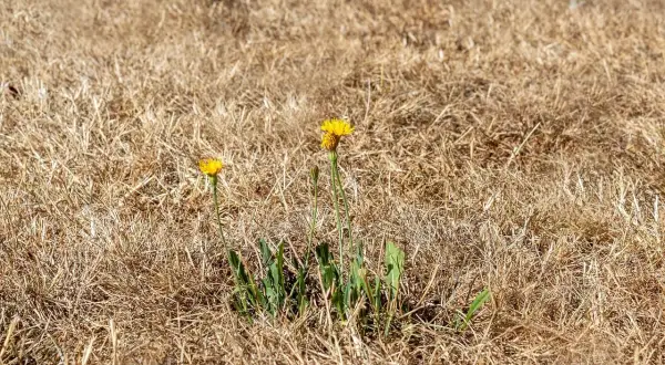 Dos flores amarillas brotan en un campo de césped seco, un signo de esperanza para recuperar el césped.