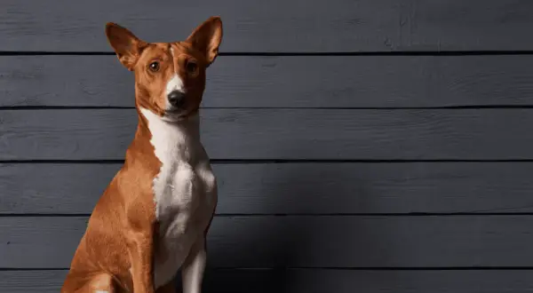 Elegancki basenji pies o rudym umaszczeniu i białej klatce piersiowej siedzi na tle ciemnych, drewnianych desek.