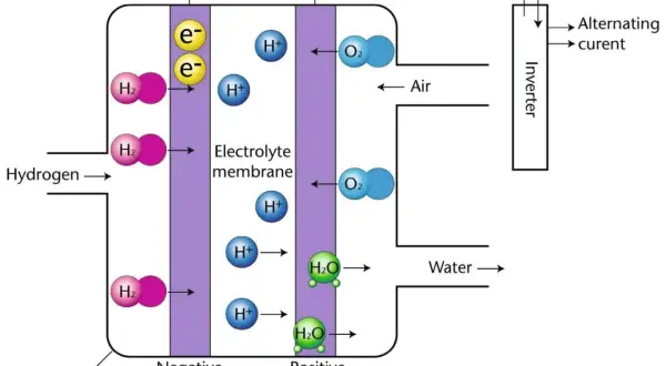 Der Aufbau einer Brennstoffzelle: Wasserstoff reagiert an der negativen Elektrode zu Protonen und Elektronen. Protonen wandern durch die Elektrolytmembran, Elektronen erzeugen Strom. An der positiven Elektrode reagieren Protonen, Elektronen und Sauerst...