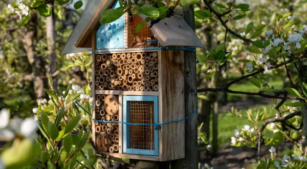 Jak zbudować domek dla pszczół DIY, aby wspierać bioróżnorodność