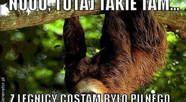 Lenistwie zwisające z gałęzi drzewa, z tekstem "NOOO, TUTAJ TAKIE TAM... Z LEGNICY COŚTAM BYŁO PILNEGO...".