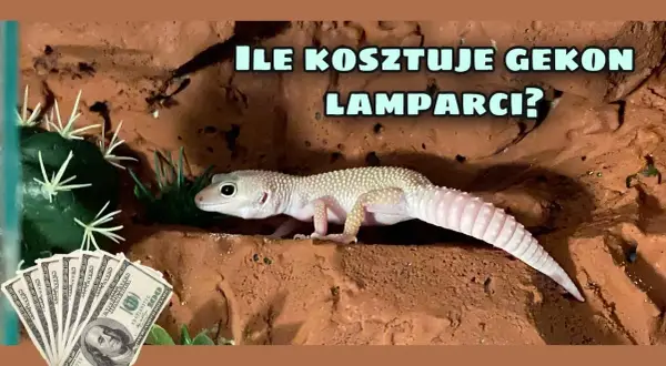 Ile kosztuje utrzymanie gekona? Sprawdź wydatki na różne gatunki
