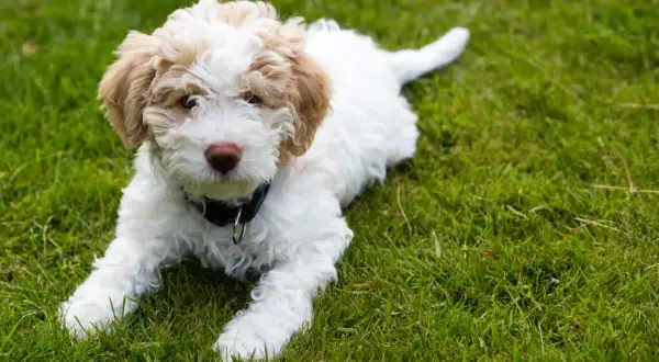 Uroczy szczeniak rasy lagotto romagnolo leży na zielonej trawie, z zaciekawieniem patrząc w obiektyw.