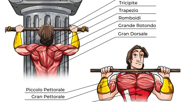 Illustrazione anatomica che mostra i trazioni alla sbarra muscoli coinvolti: dorsali, romboidi, trapezio, deltoidi, bicipiti e pettorali.