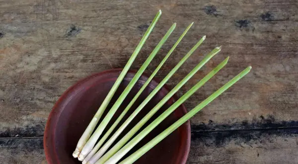 Frische Zitronengrasstängel auf einem braunen Teller. Die belebende lemongrass wirkung macht es zu einem beliebten Gewürz.