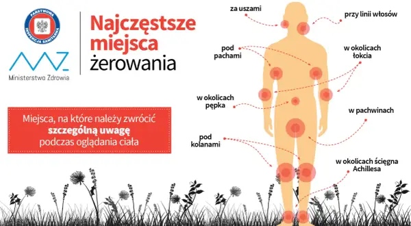 Najwięcej kleszczy żeruje za uszami, pod pachami, w okolicach łokci, pępka, pachwin, pod kolanami i ścięgna Achillesa.