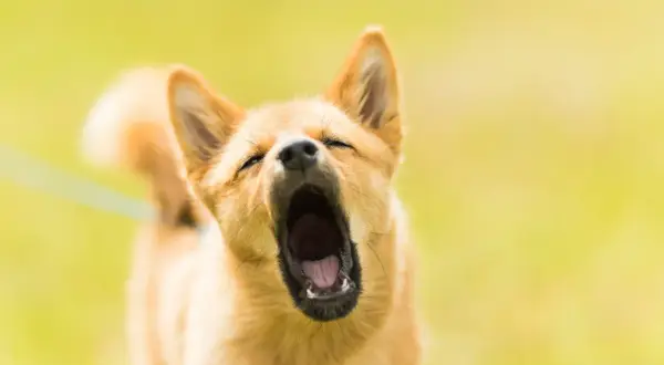 Ein Hund gähnt herzhaft, seine Augen sind geschlossen. Man könnte fast meinen, er bereitet sich auf lautes Bellen vor, doch stattdessen entspannt er sich.