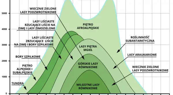 Schemat stref roślinności górskiej, od tundry po lasy wiecznie zielone, z uwzględnieniem szerokości geograficznej. Tatrzański Park Narodowy rośliny to tylko część tego bogactwa.