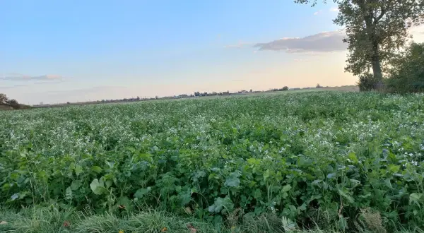 Zielone pole obsiane międzyplonem z drobnymi białymi kwiatkami, na horyzoncie domy i drzewo.