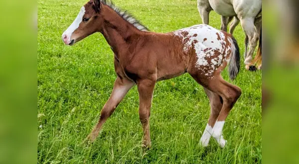 Mały koń appaloosa z plamistym umaszczeniem, wesoło podskakuje na zielonej łące.