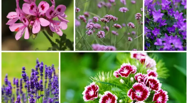 Piękne kwiaty na balkon zachodni: różowe pelargonie, fioletowe werbeny, dzwonki, lawenda i goździki.
