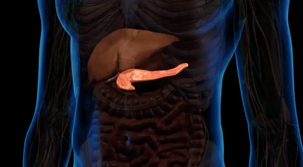 Trzustka, organ kluczowy dla trawienia, może być dotknięta przez raka trzustki. Widok anatomiczny uwypukla jej położenie.