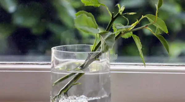 Des boutures de rosiers dans un verre d'eau, prêtes à prendre racine. Le moment idéal pour savoir quand faire des boutures de rosiers.
