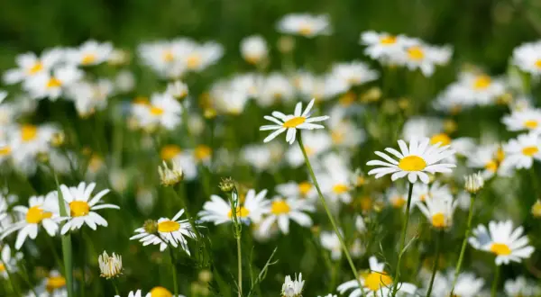 Pole pełne stokrotek, których białe płatki i żółte środki przypominają o naturalnych składnikach, jak bisabolol, co to jest i jak działa.