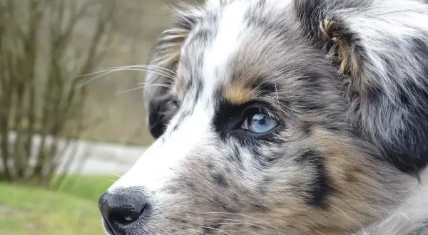 Ein wunderschöner Merle-Hund mit blauen Augen, dessen Fellmuster an Krankheiten erinnern könnte, blickt nachdenklich in die Ferne.